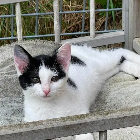 Petite Souris