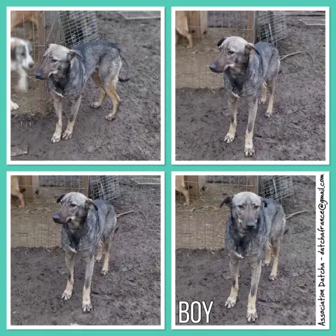 Boy