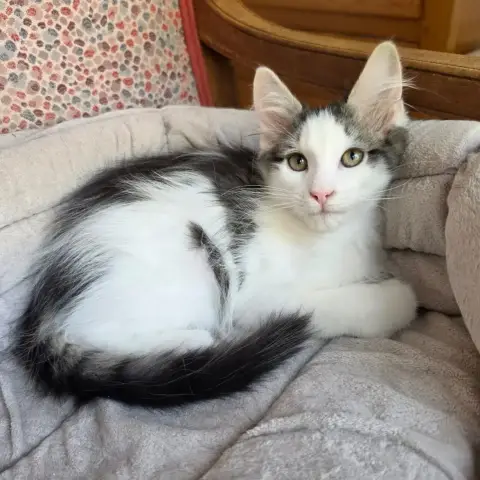 Babouche photo 2