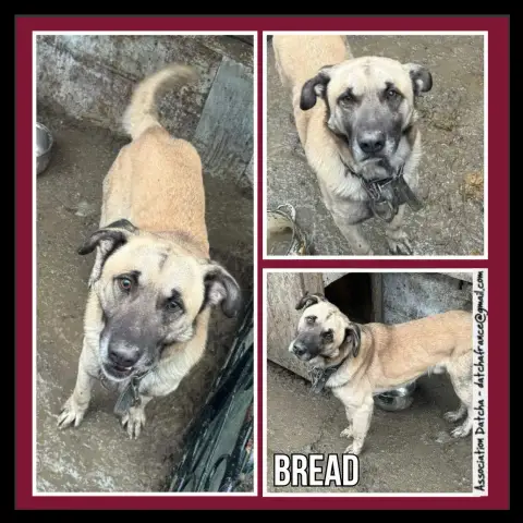 Bread