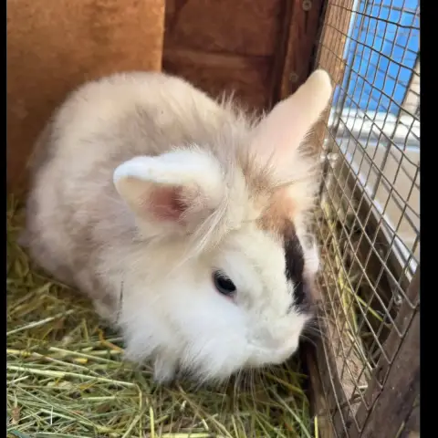 Bonnie photo 2