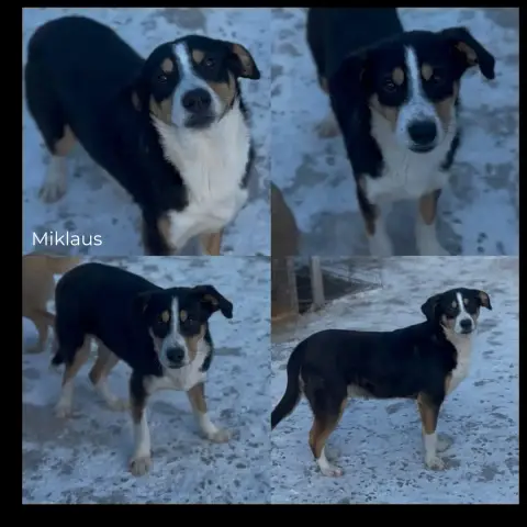 Miklaus