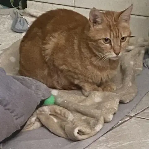 Rubi