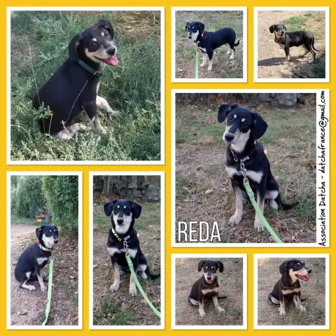 Reda