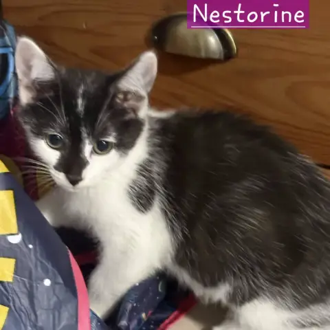 Nestorine photo 2