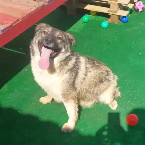 Ola