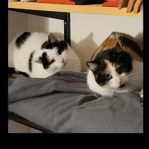 Luna Et Mimi
