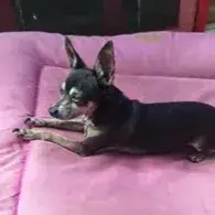 Ziggy