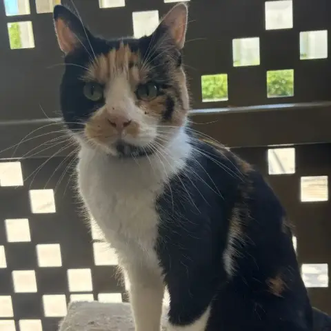 Belle