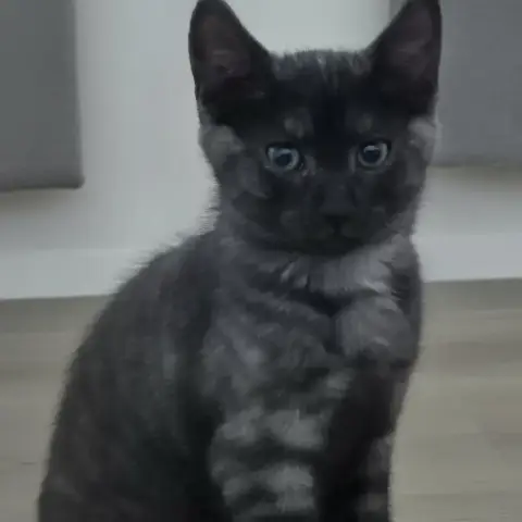 Bolt