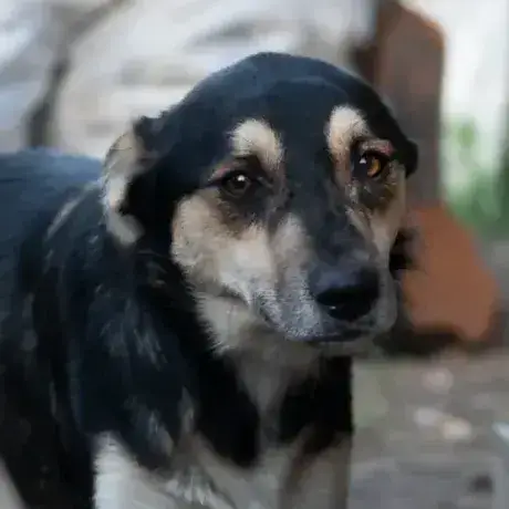 Kovu