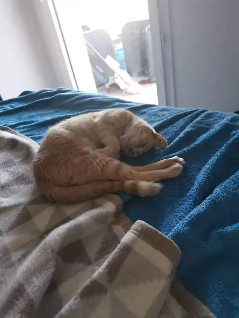 Caramel photo 2