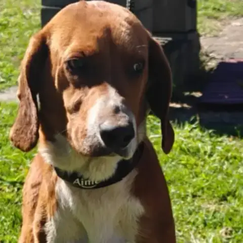 Biscuit