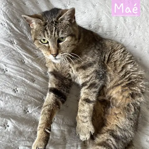 Maé photo 3