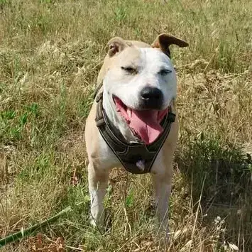 Laika photo 2