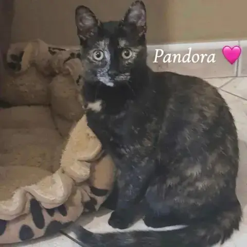 Pandora Et Domino