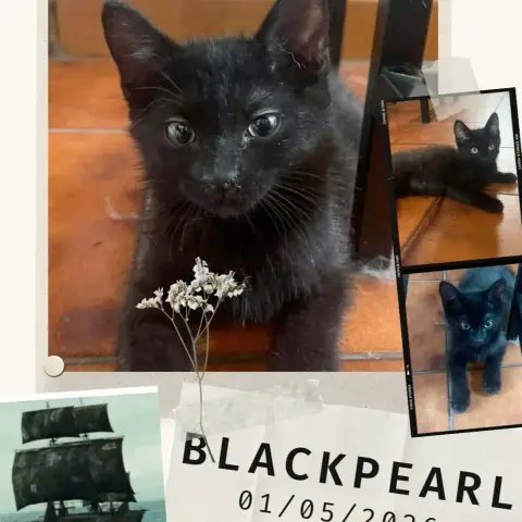 Blackpearl photo 3