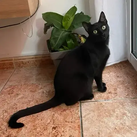 Tiga