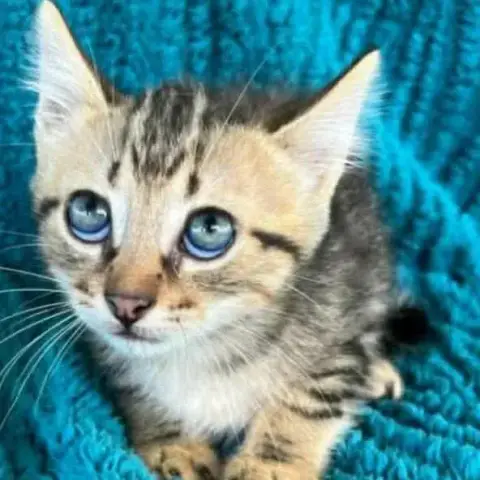 Bernard