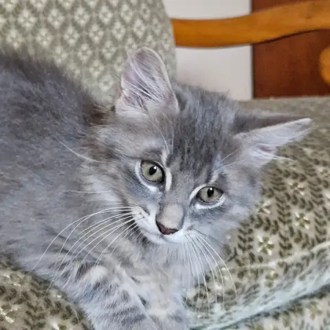 Mâle 2 Bébé De Bella