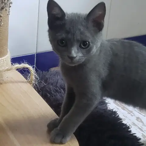 Bluey