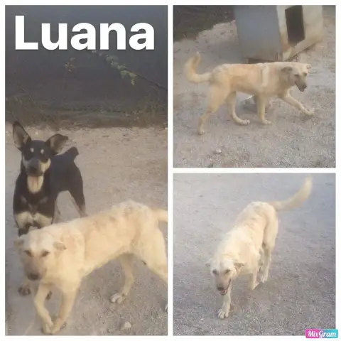 Luana
