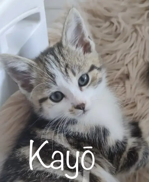 Kaiyō