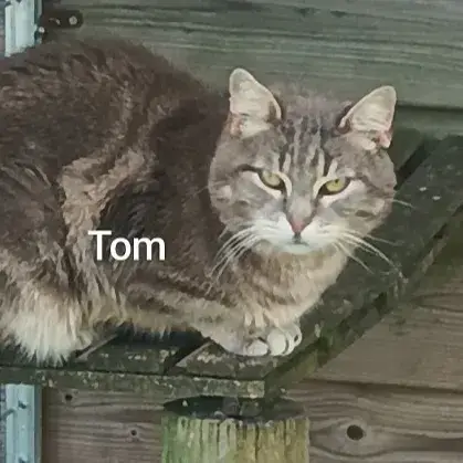 Tom