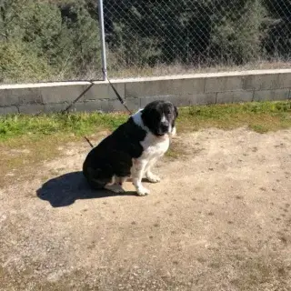 Tess