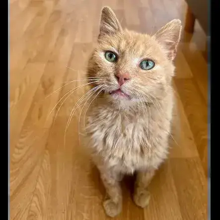 Caramel