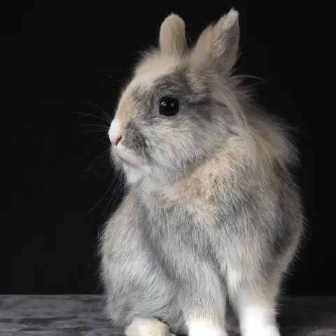 Poppy photo 3