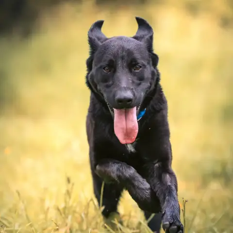 Odin photo 3