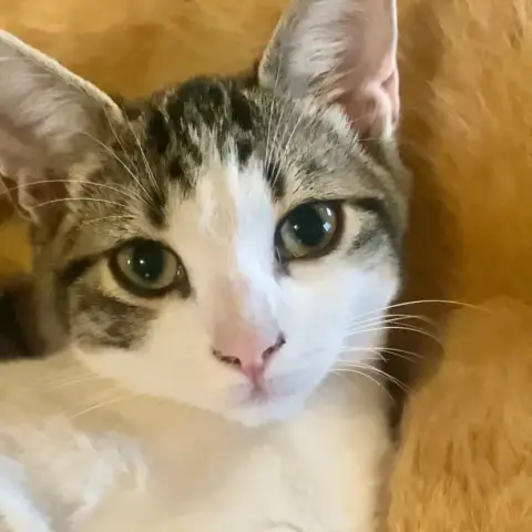 Kiss Kiss