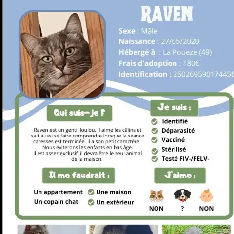 Raven