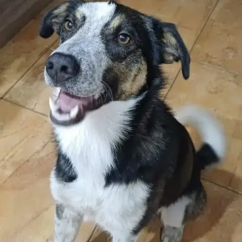 Baloo