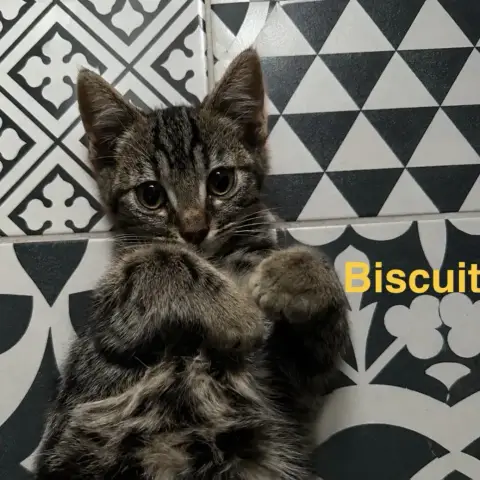 Biscuit