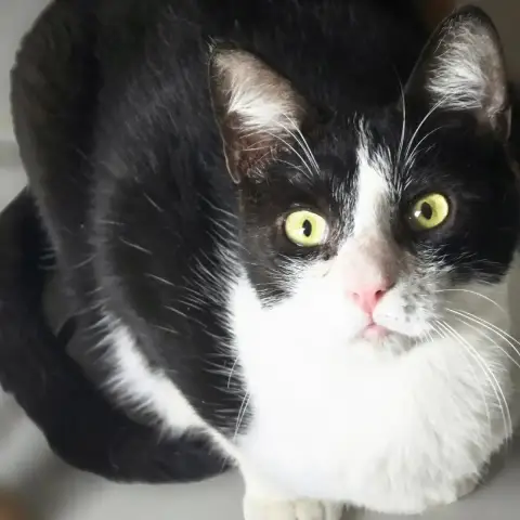 Wasabi photo 3