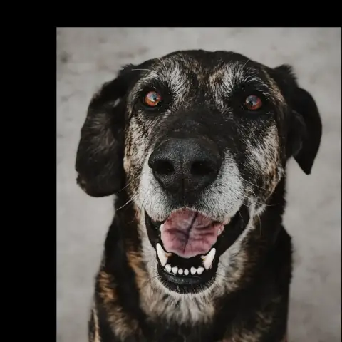 Odin