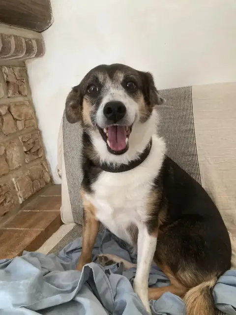 Baïla
