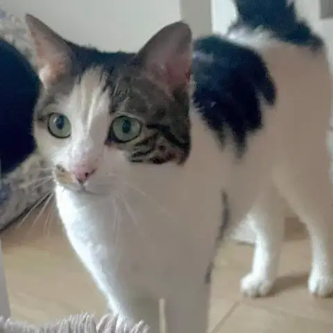 Tiwa