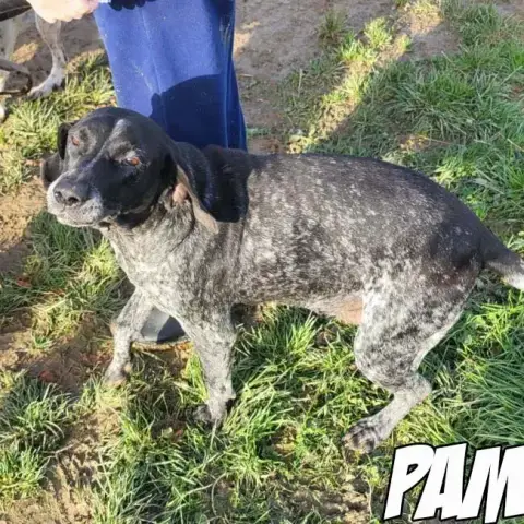 Pam photo 2