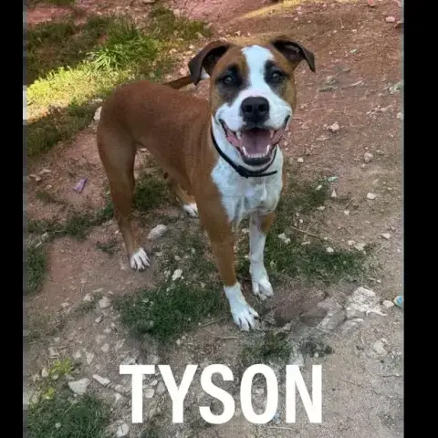 Tyson