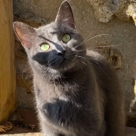 Gryffondor