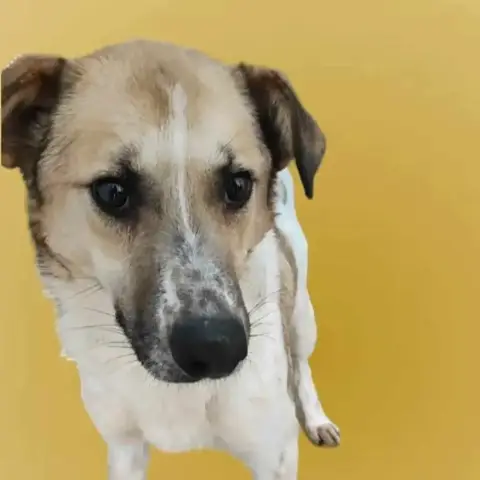 Mambo
