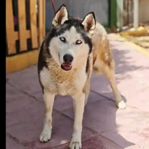 Hera