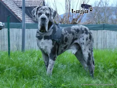 Laga