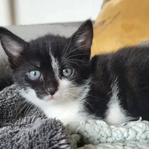 Jasmine