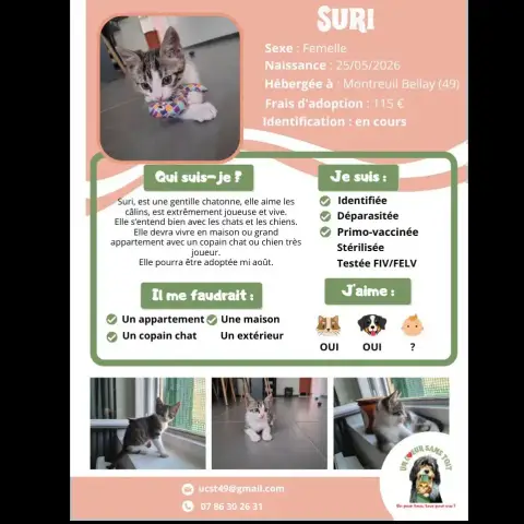 Suri