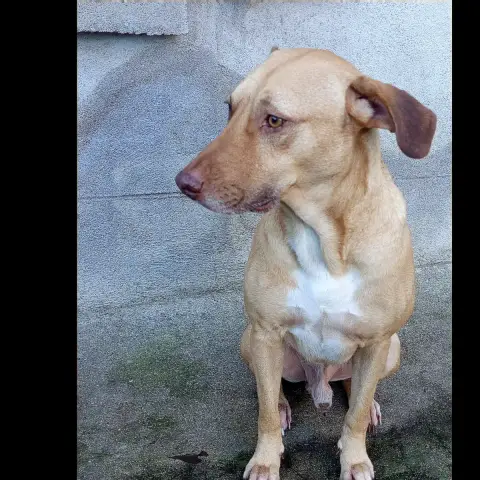 Fifi