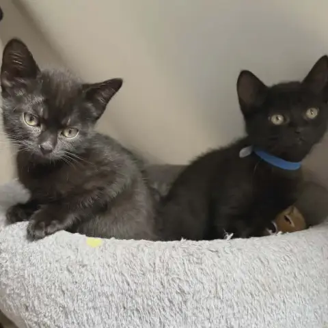 Belly Et Baloo
